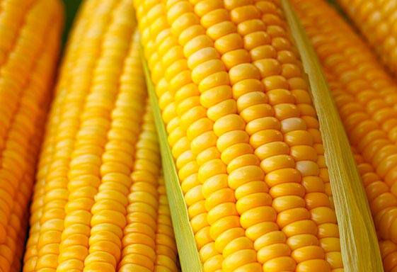 Produção de milho em SC deve crescer 8% na safra 2018/2019, diz Epagri