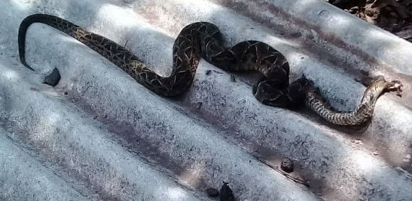 CORONEL FREITAS-CASAL ENCONTRA COBRA DENTRO DE CASA AO RETORNAR DA IGREJA