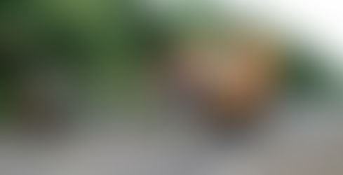 DUAS PESSOAS MORREM E DUAS FICAM FERIDAS APÓS ACIDENTE NA BR-282