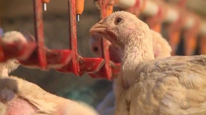 Santa Catarina volta a liderar ranking de exportações de carne de frango em faturamento