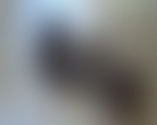 Espécie de lagarta encontrada no interior de Iporã do Oeste chama atenção de agricultores