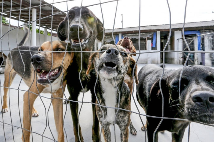 Florianópolis-Moradores que maltratarem animais vão ser multados