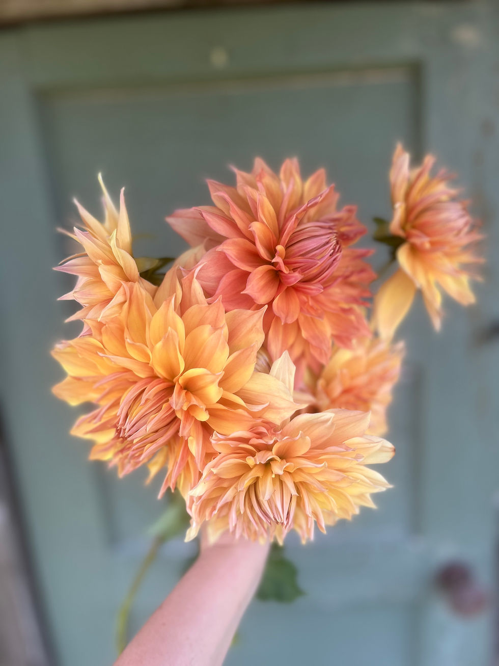 Dahlias & Dreams Workshop