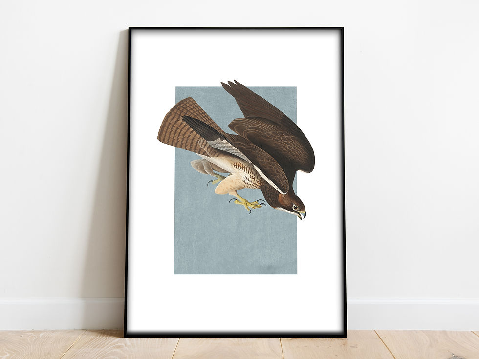hawk art for sale