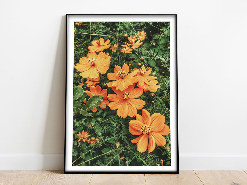 photos of wild flowers