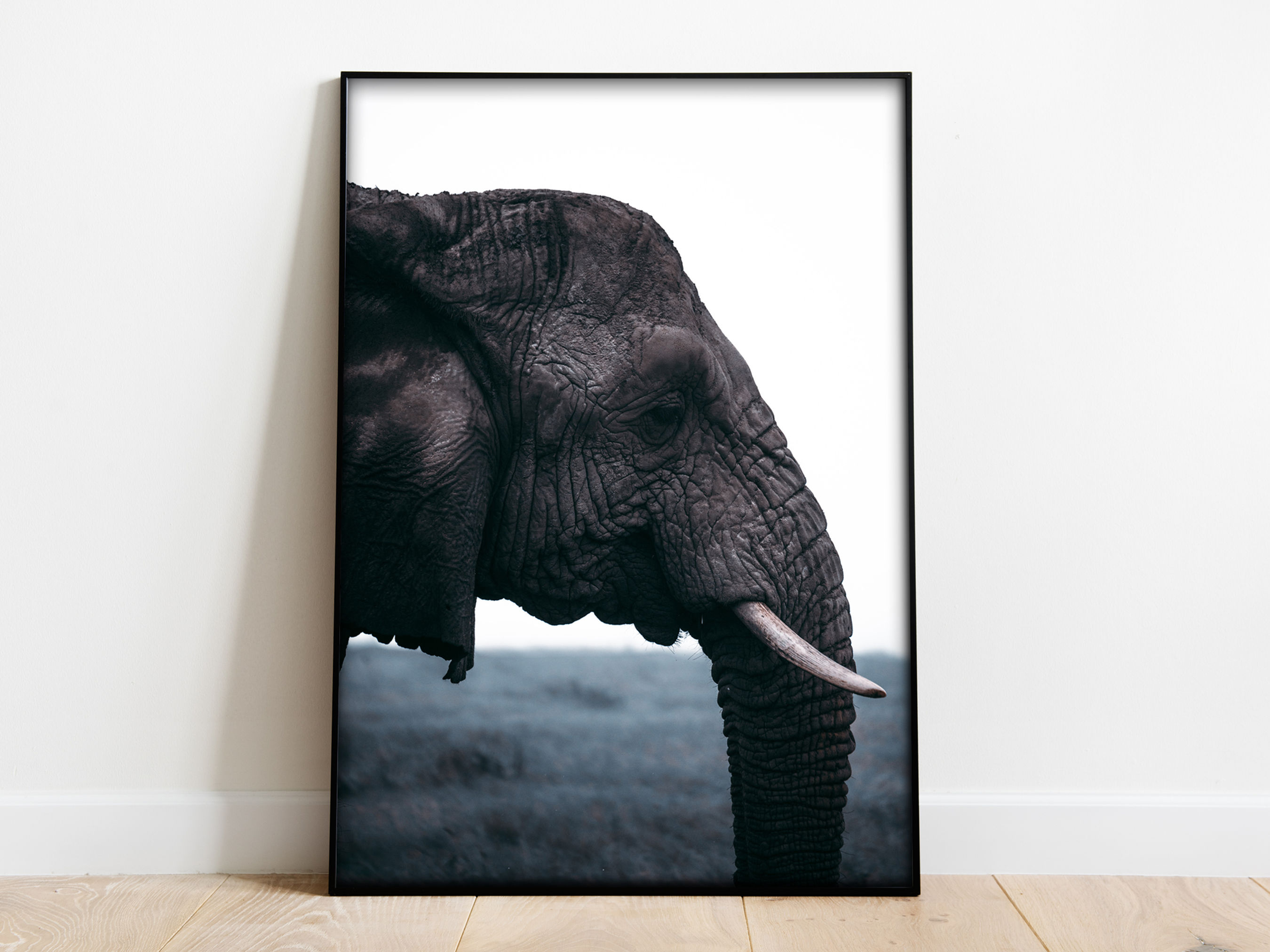 elephant photos