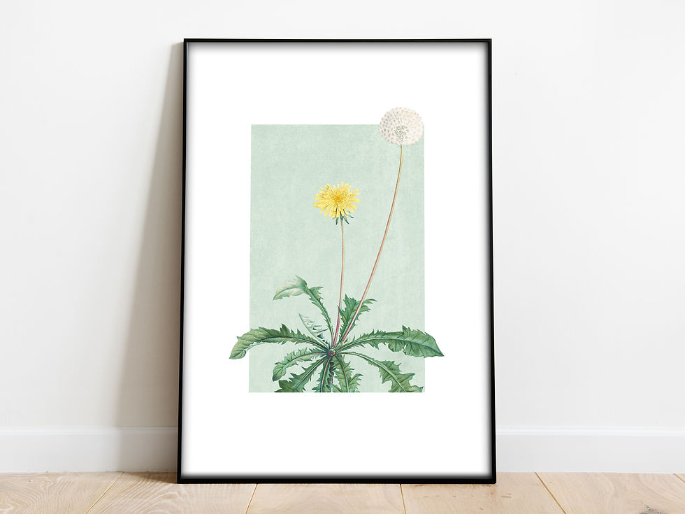 dandelion print for the home
