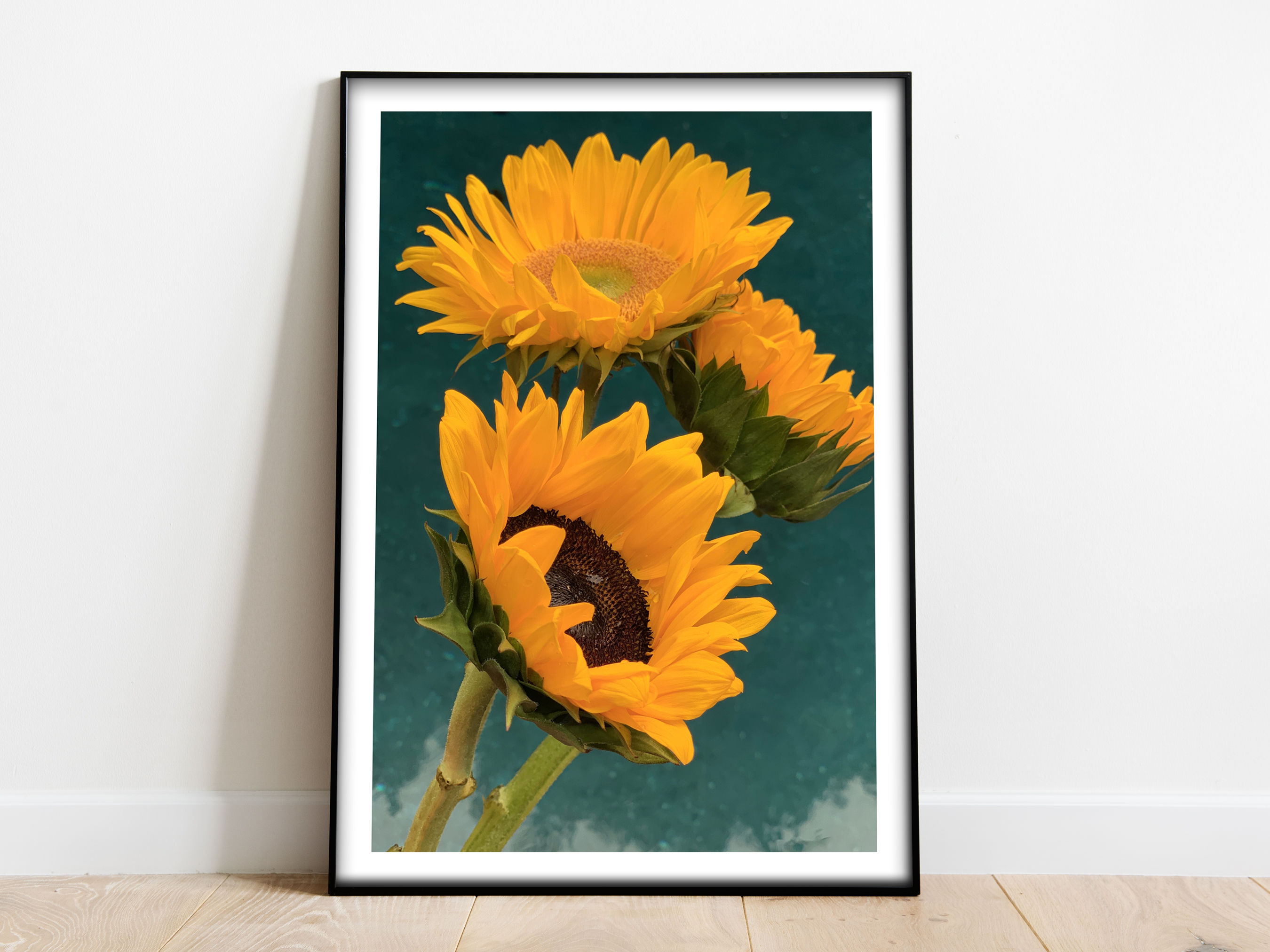 sunflowers photos