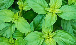 basil.jpg