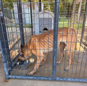 Dog photographed by Roodhouse Police Department