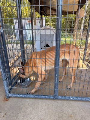 Dog photographed by Roodhouse Police Department