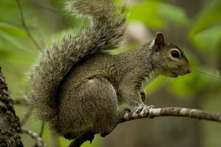 Squirrel Season Opens in MO