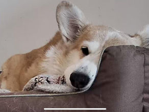 MayMay receiving distant reiki healing after surgery