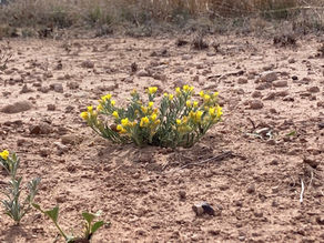 A LOVE THAT IS ALWAYS THERE