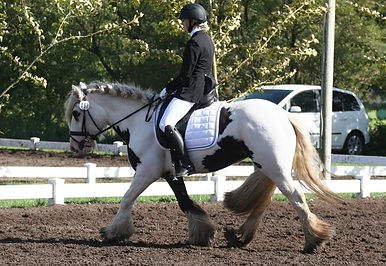 irish-cob-whiteface-gypsy---part (3).jpg