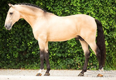 lusitano_espanhol617108.jpg