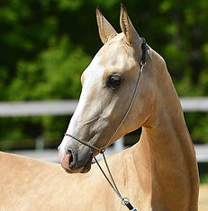 3173_1433691566.6161 (1).jpg