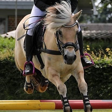 fjordhest-pixie-my (1).jpg