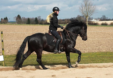 new-forest-hoejmarkens-joker (12).jpg