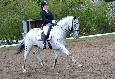 knabstrupper-chanel-a-hest.jpg