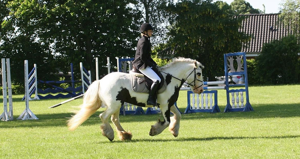 irish-cob-whiteface-gypsy---part (9).jpg