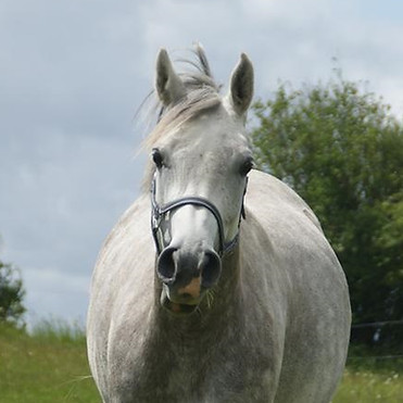 arabisk-fuldblod-ox-ma-faatina (16).jpg