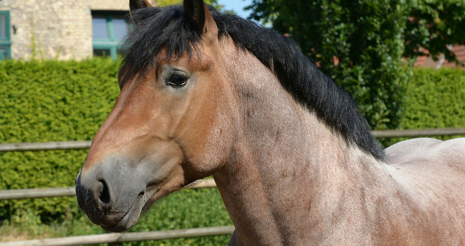 Lindor_2016_Georg_Frerich__5_.JPG
