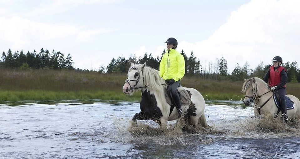 irish-cob-whiteface-gypsy---part (11).jp