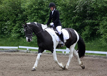 tobiano-friesian-skovbjerggaards-ginger