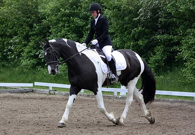 tobiano-friesian-skovbjerggaards-ginger