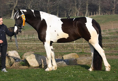 tobiano-friesian-skovbjerggaards-ginger