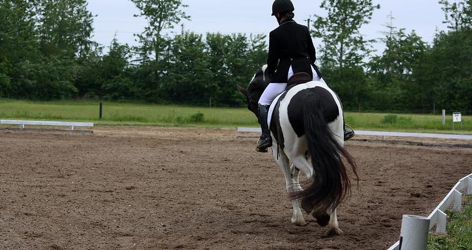 tobiano-friesian-skovbjerggaards-ginger