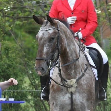 knabstrupper-menja-tofthoej (8).jpg