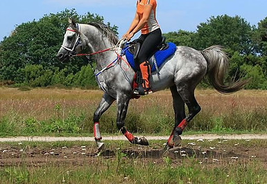 4e1uXCk.jpg