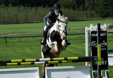 irish-cob-whiteface-gypsy---part (2).jpg
