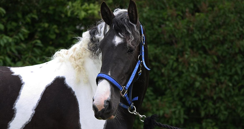 tobiano-friesian-skovbjerggaards-ginger