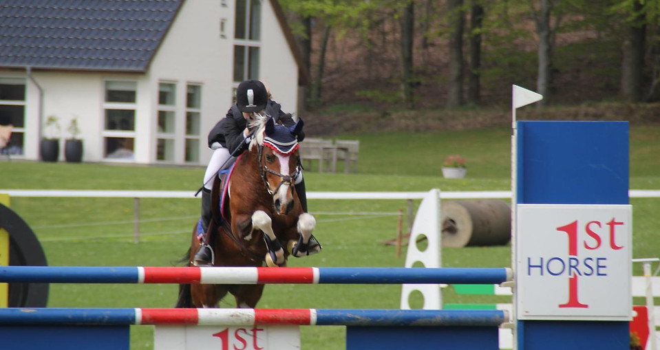 hollandsk-sportspony-amezing-amira-distr