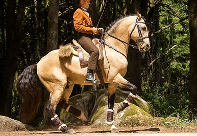 lusitano_espanhol617750.jpg