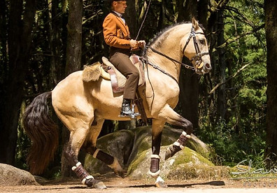 lusitano_espanhol617750.jpg