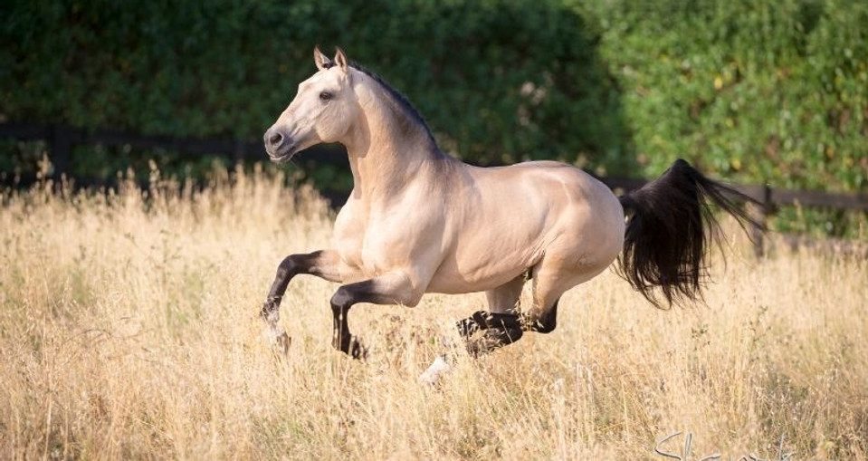lusitano_espanhol617998.jpg