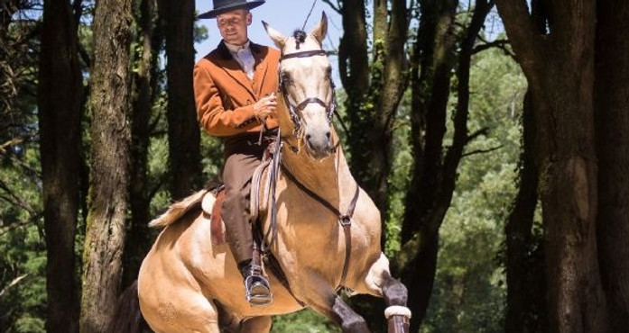 lusitano_espanhol617755.jpg