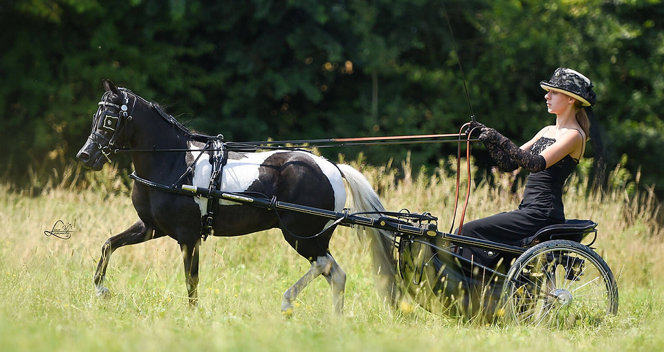 delsastre-american-miniature-horses-1.jp