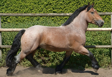 Lindor_2016_Georg_Frerich__3_.JPG