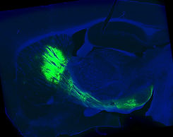 D1-CRExDIO-Kir 2.5x _rotate_green.jpg