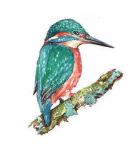 Kingfisher