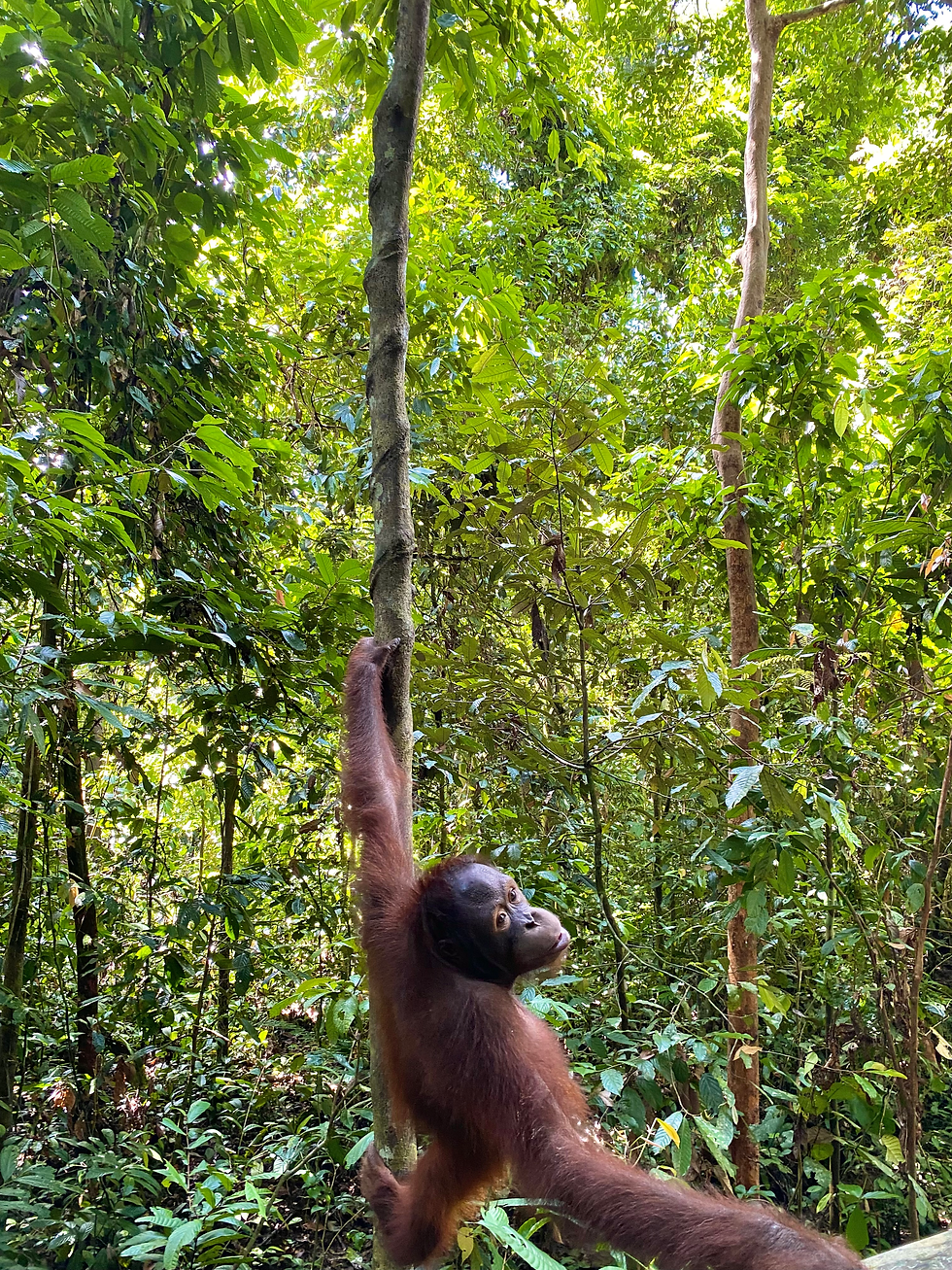 Orangutan in Borneo