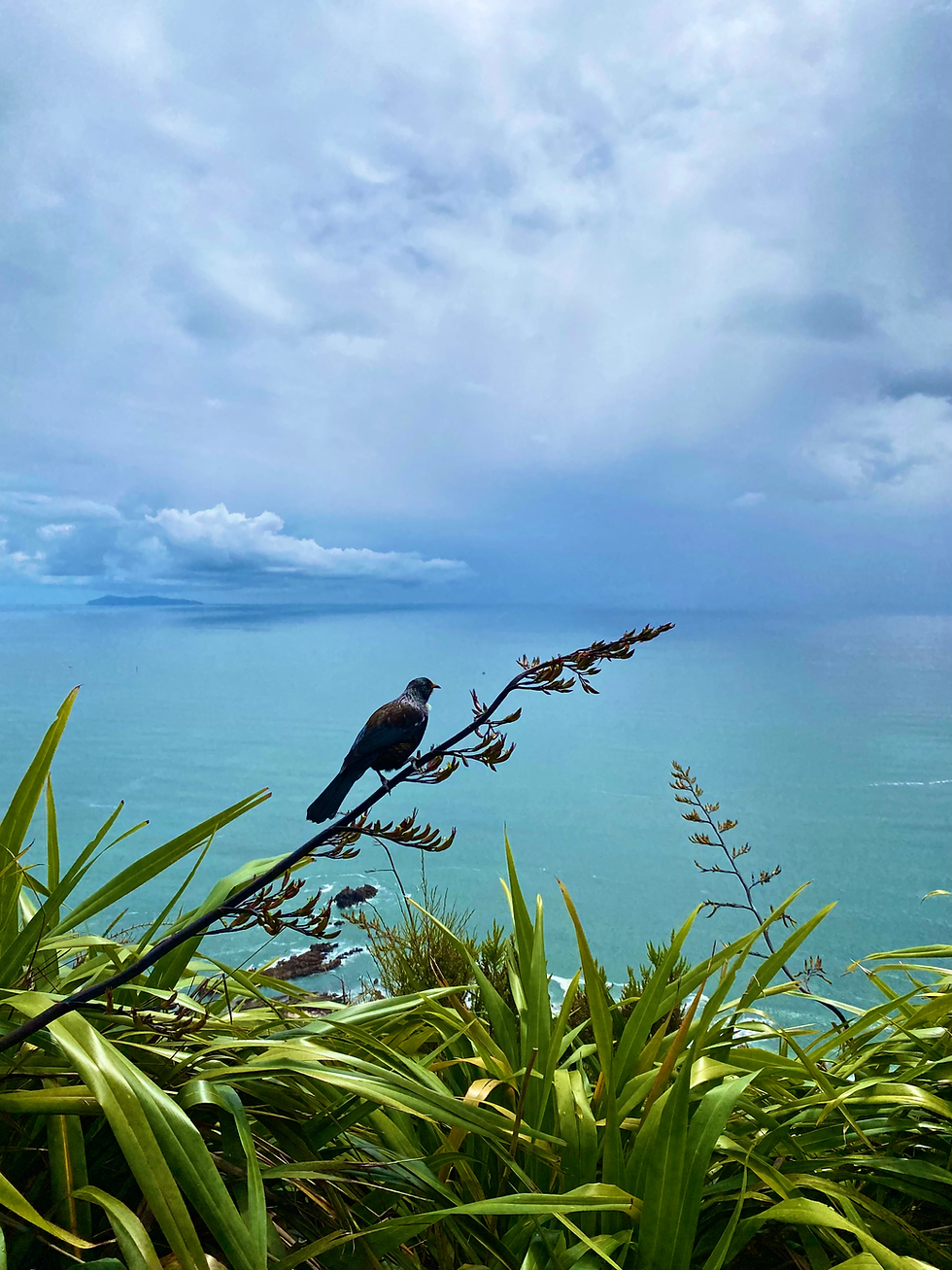 Bird in Mt Maunganui