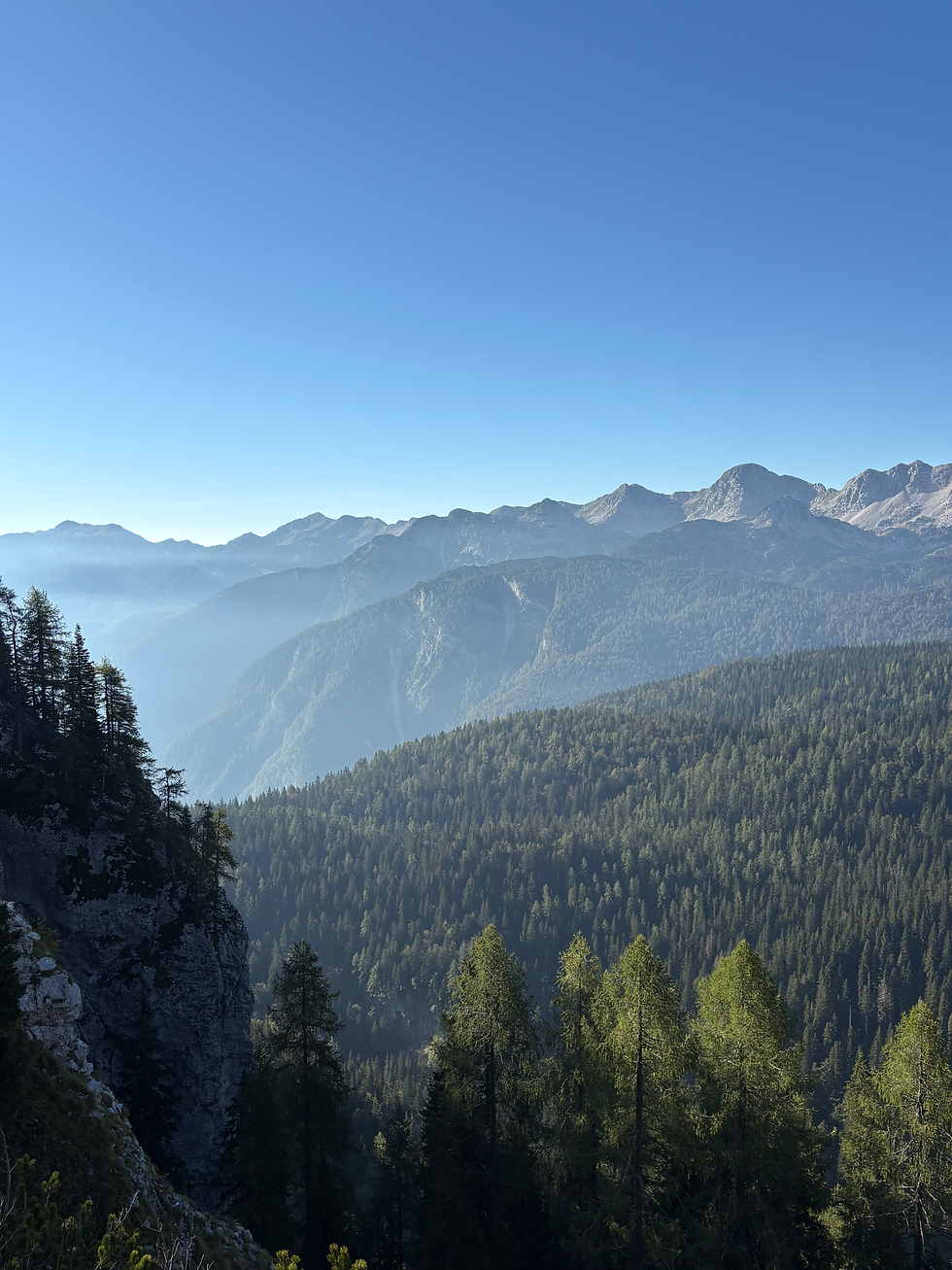 A sweeping mountain vista with layers of forested hills fading into blue distance, tall evergreens rising from a steep slope in the foreground, and soft sunlight illuminating the ridges under a clear sky.