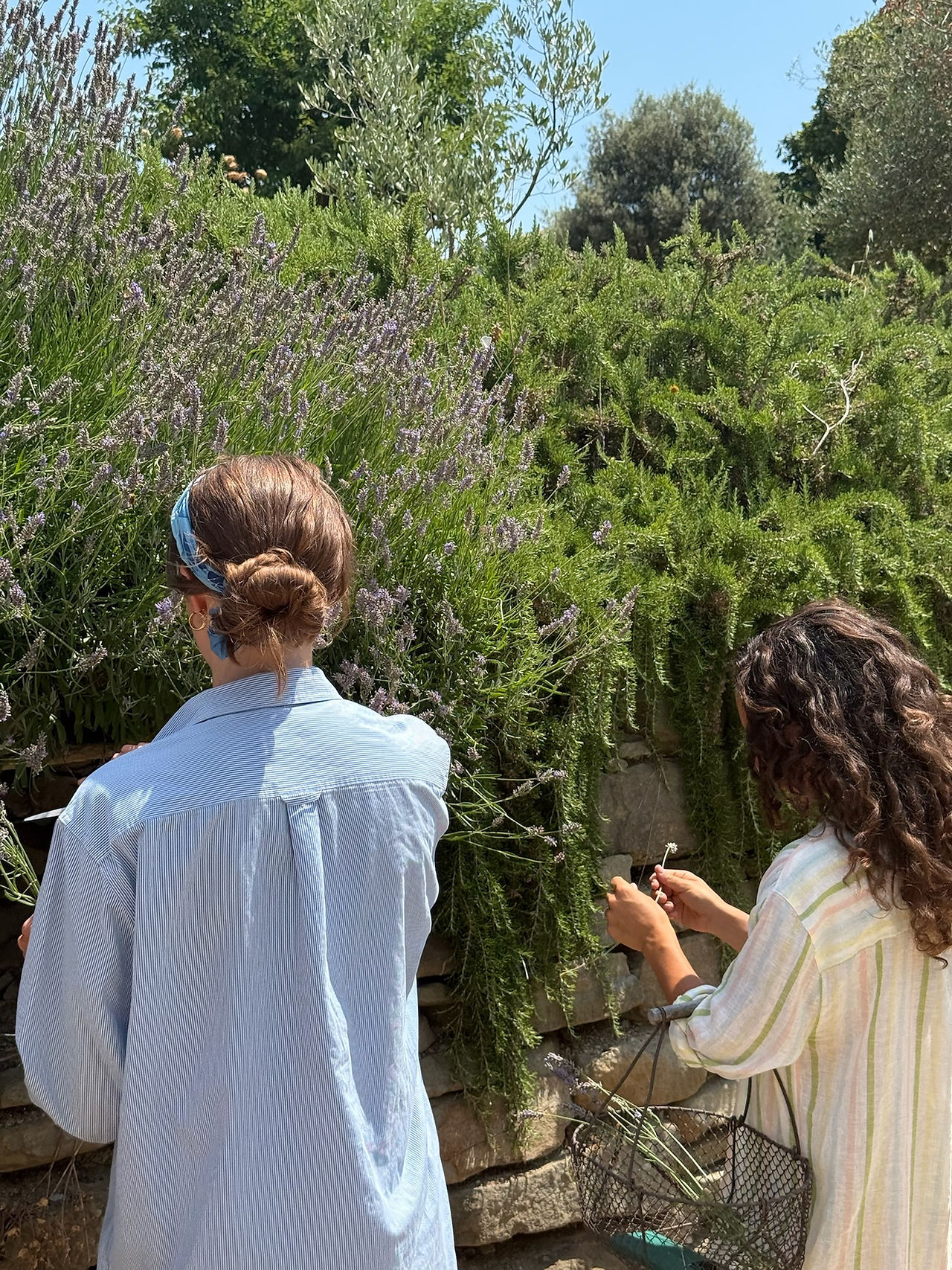 Women picking fresh lavender during a sensory nature activity at a wellness retreat in Umbria, Italy