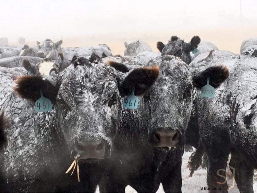 Home Herington Livestock